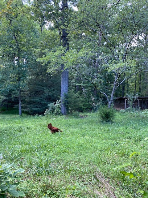 red hen freeranging on grass near a treeline