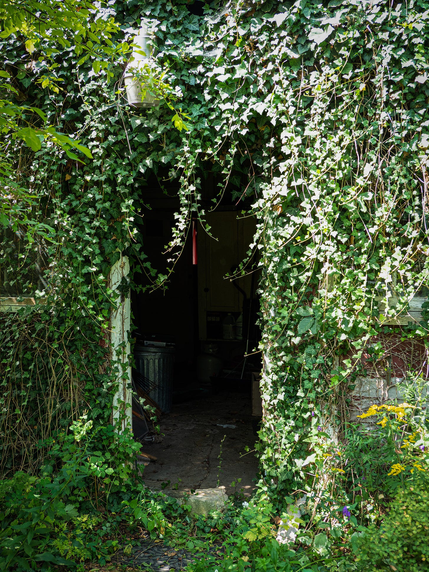 Ivy covered barn