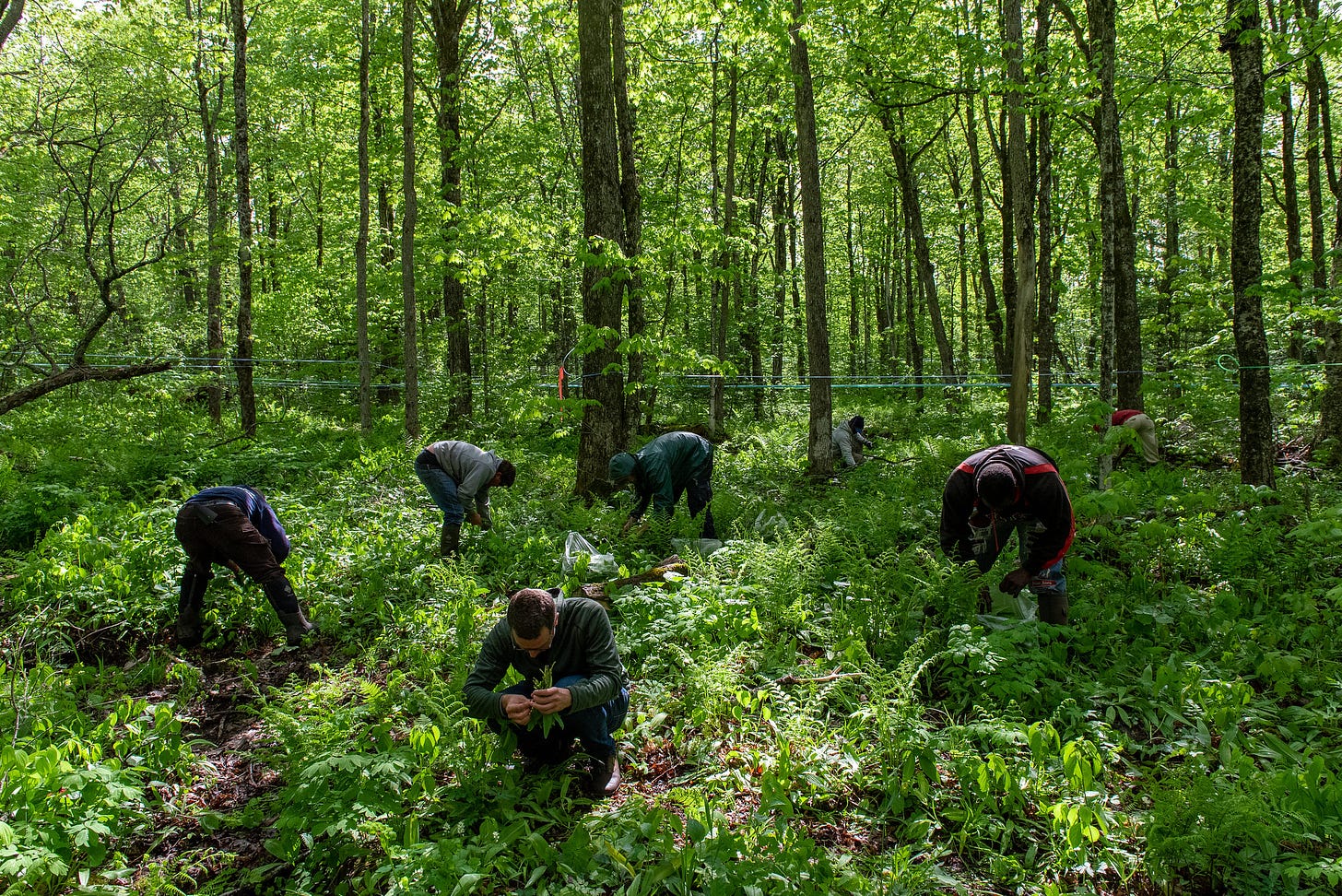 ID: Photo of seven people picking ramps in a forest