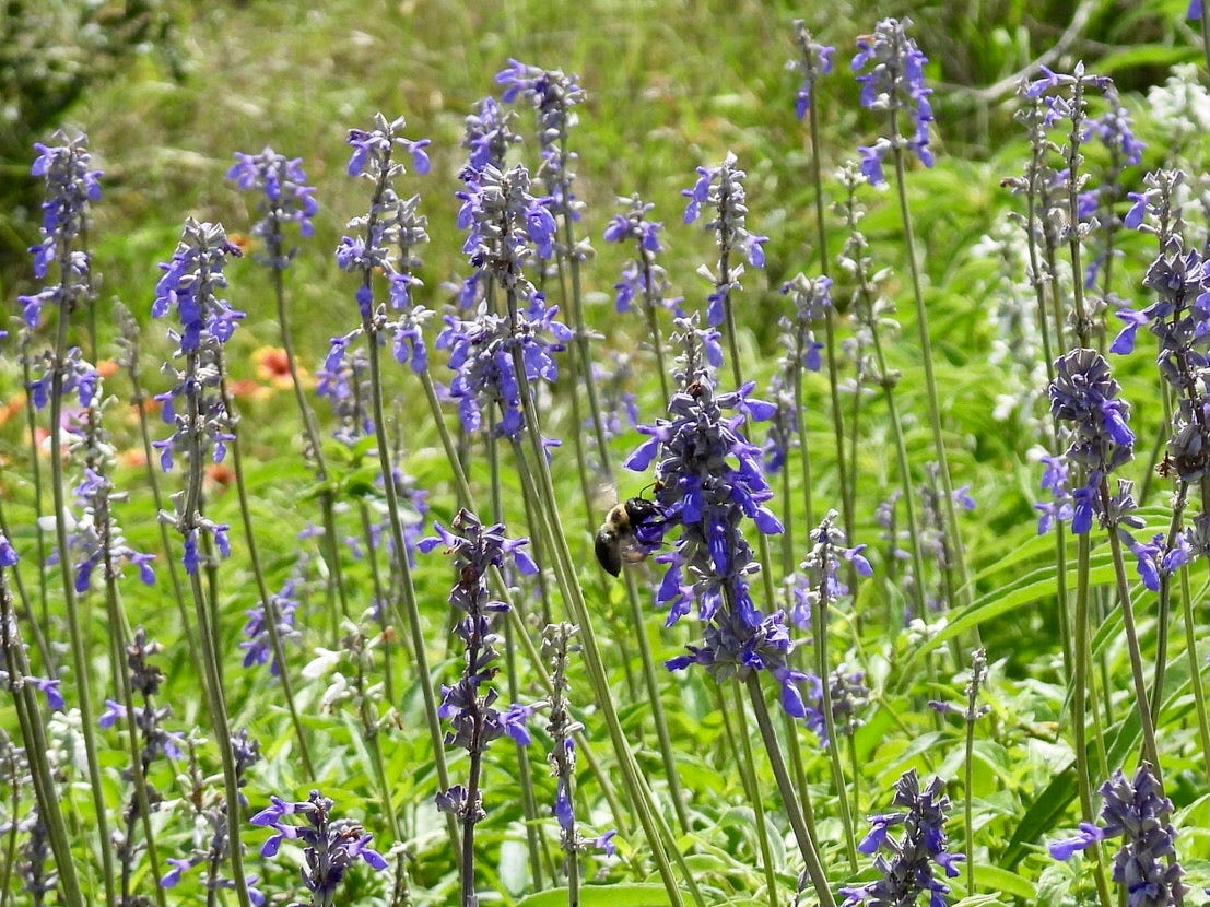 A bumblebee hovers at a bluish-violet flower, blooming at the end of a long and delicate stem. The bee is mostly black, with two pale yellow bands around its thorax. Its black legs and antennae are just barely visible. Dozens of similar flowers bloom all around the bee, with a few red-and-yellow flowers and ample greenery behind.