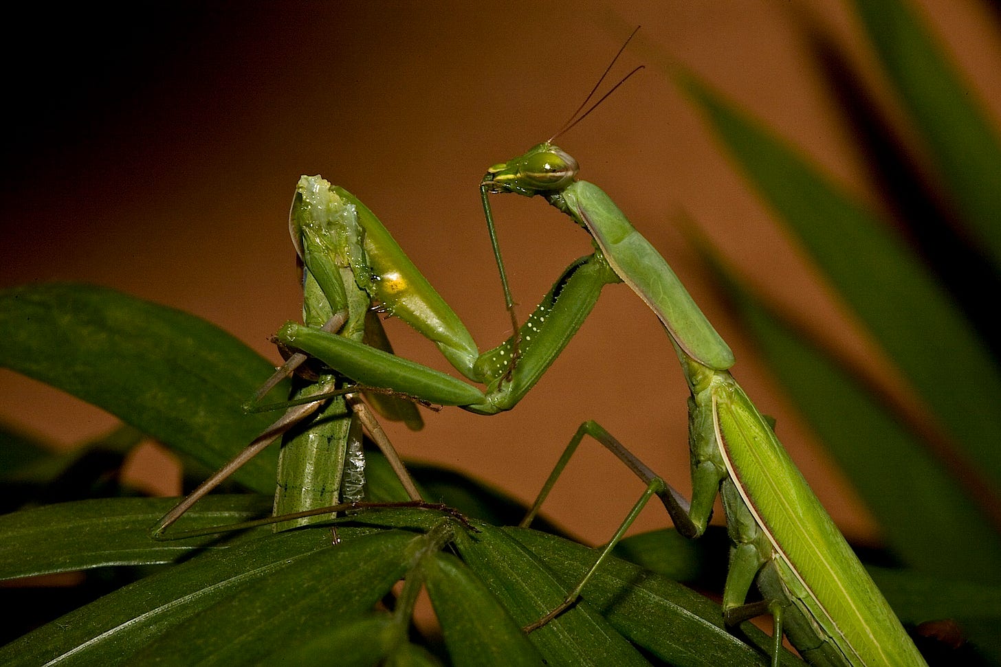 File:Praying Mantis Sexual Cannibalism European-37.jpg - Wikimedia Commons