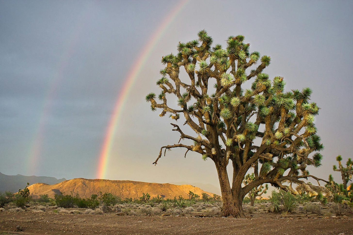 Rainbow in the desert