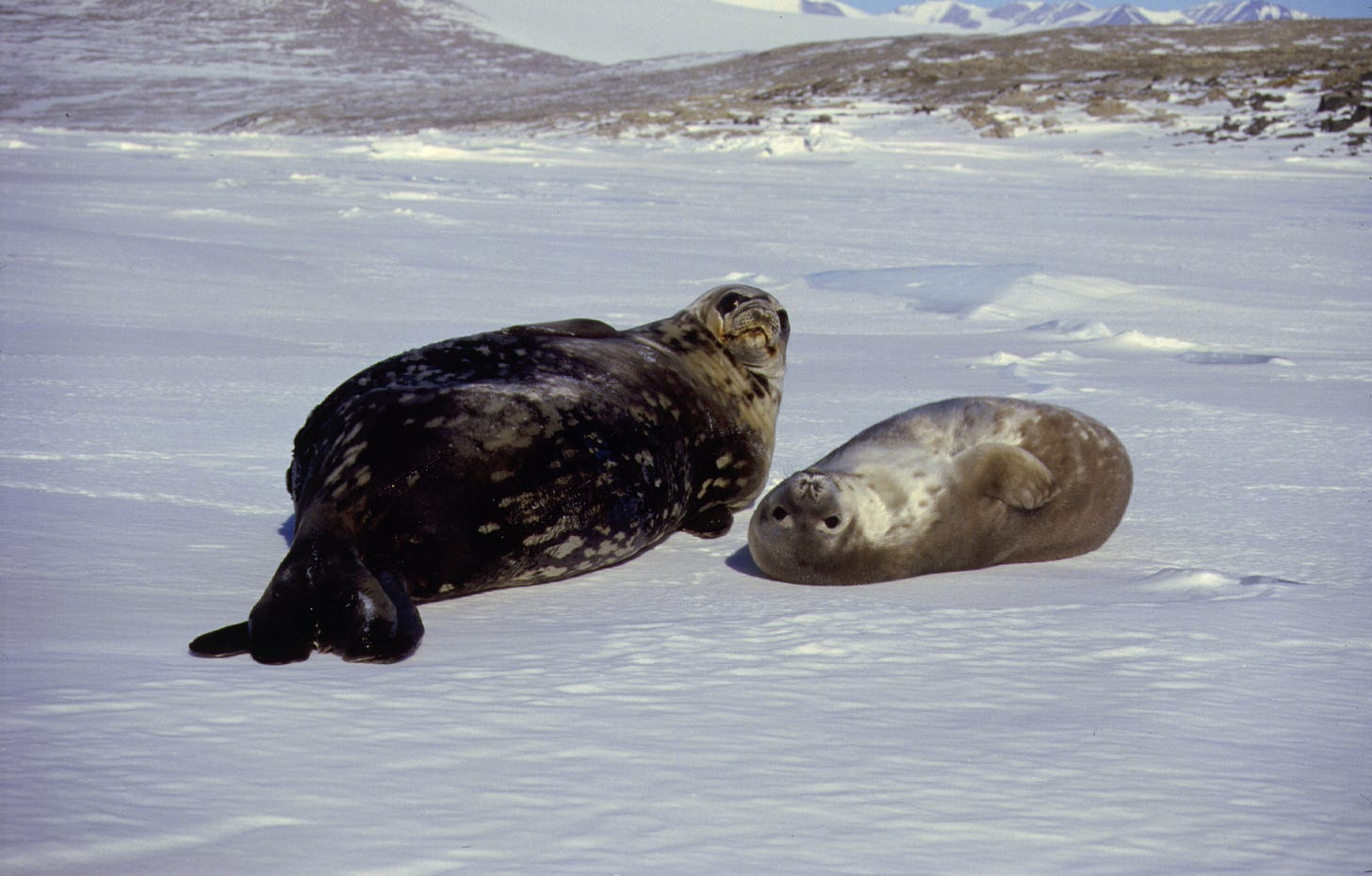 mother seal and child in the snow