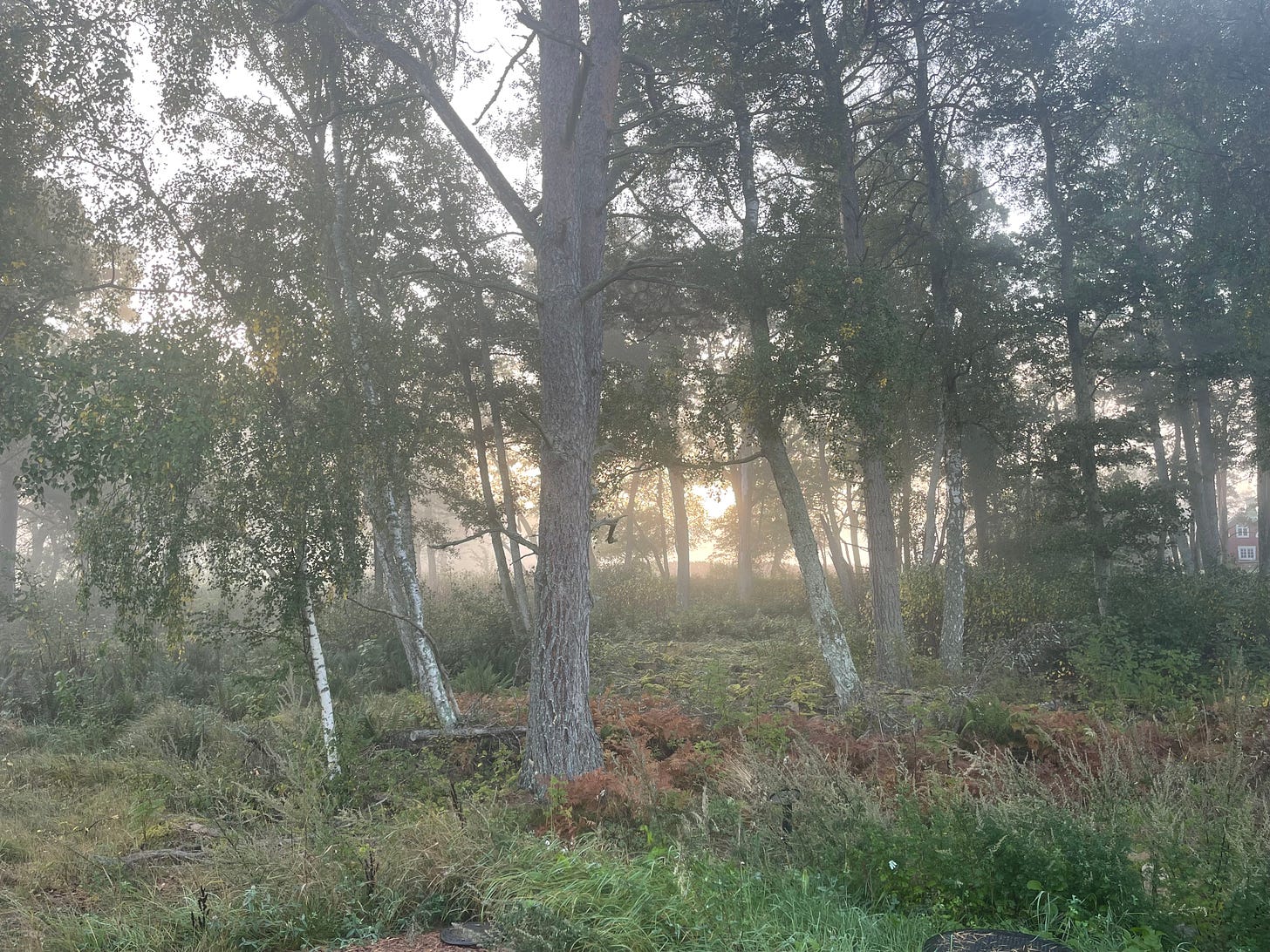 An early autumn forest of birch and pine, with a thin layer of mist and the sun in the background through the trees. The ground is covered by lush green vegetation including ferns.