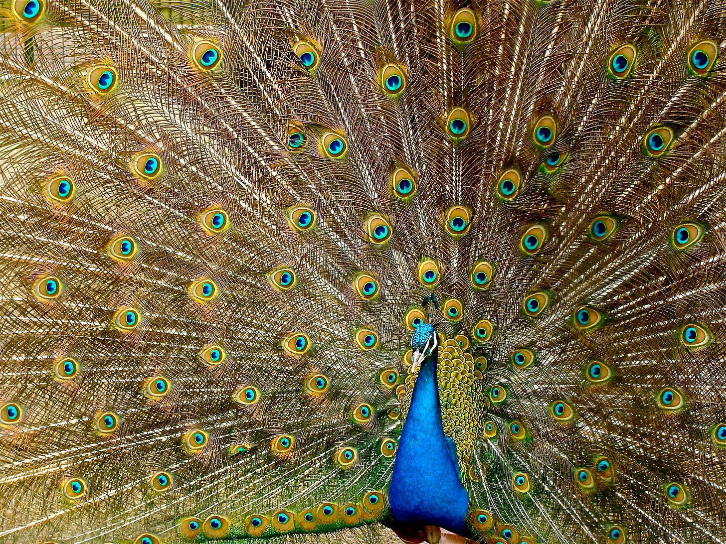 A peacock displaying its vibrant plumage with open feathers showcasing eye-like patterns in blue, green, and gold hues. A peacock displaying its vibrant plumage with open feathers showcasing eye-like patterns in blue, green, and gold hues.