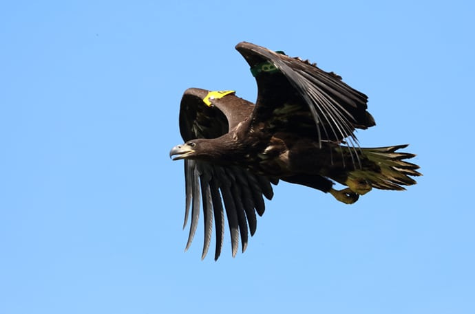 Juvenile White-tailed Eagle. Lough Derg. Photo Robert Foyle 