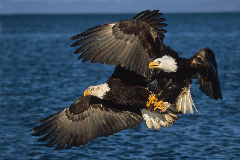 KEN ARCHER | Bald Eagles | Bald Eagles Fighting over catch - BE020480
