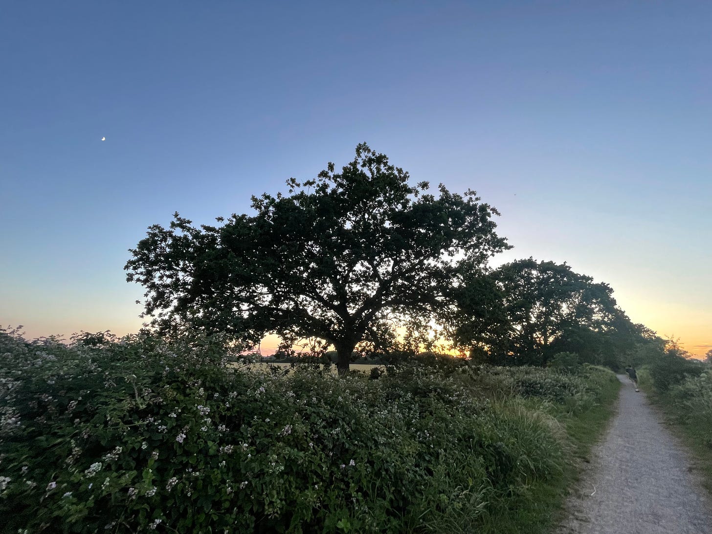 An oak tree silhouetted against sunset