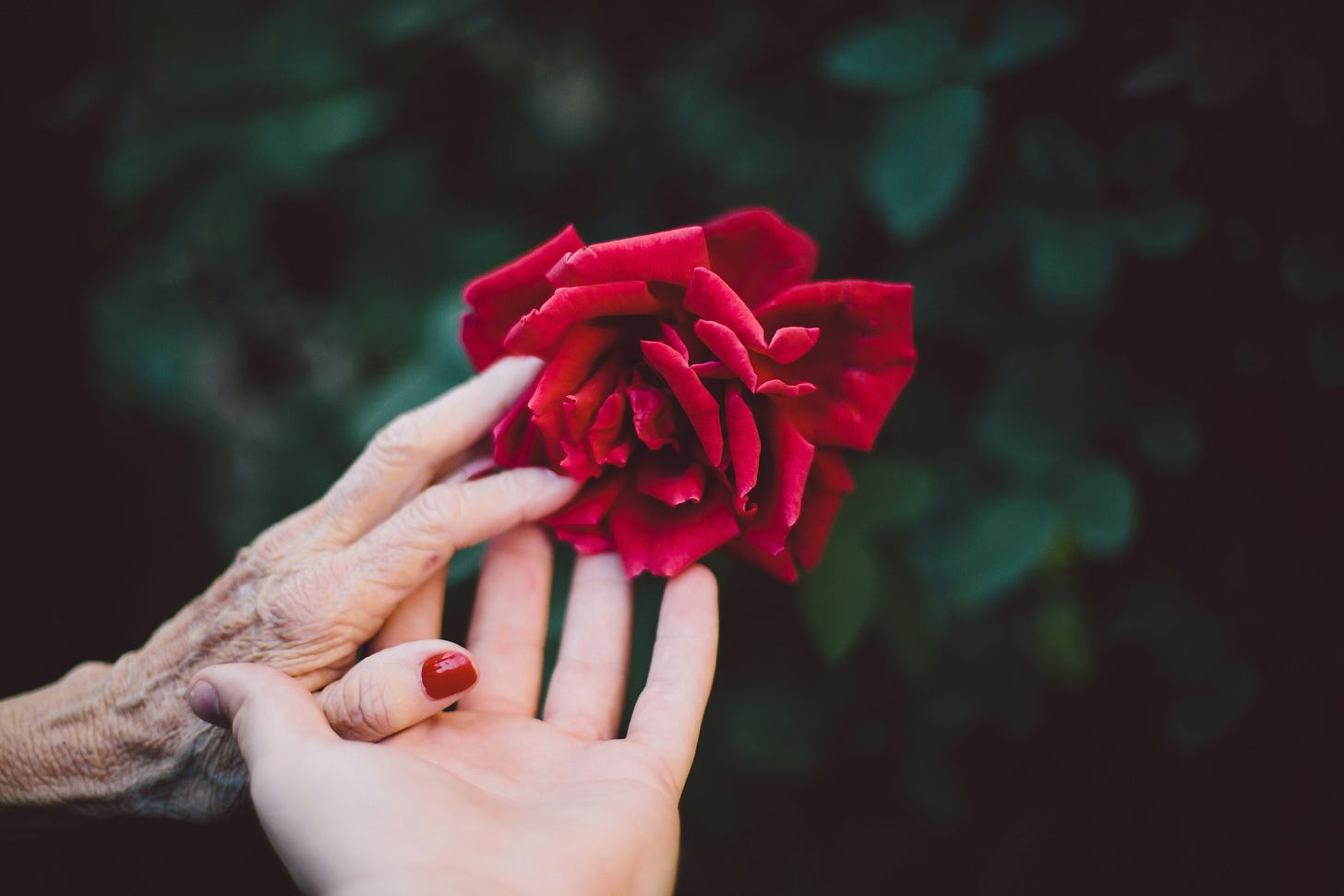 a bright red rose being touched by two hands - one is that of a young adult and the other is that of an older person with nails painted red