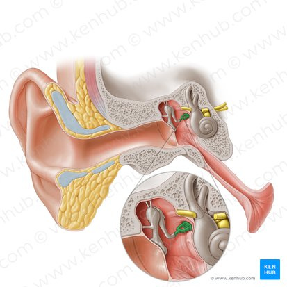 Stapedius: Anatomy, function and clinical relations | Kenhub
