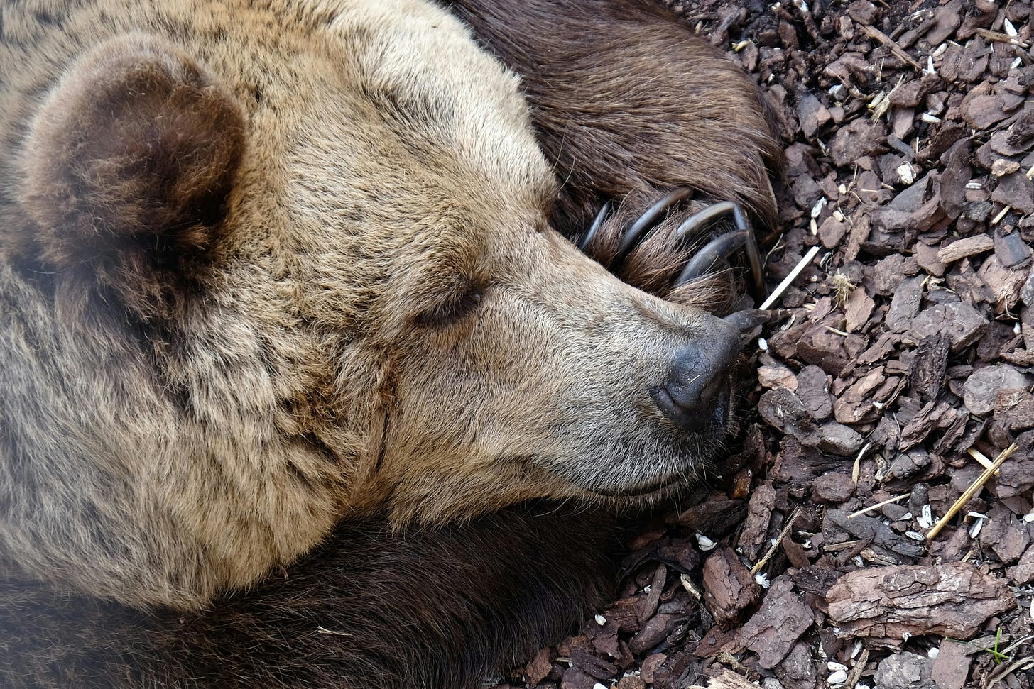 A brown bear asleep on the ground