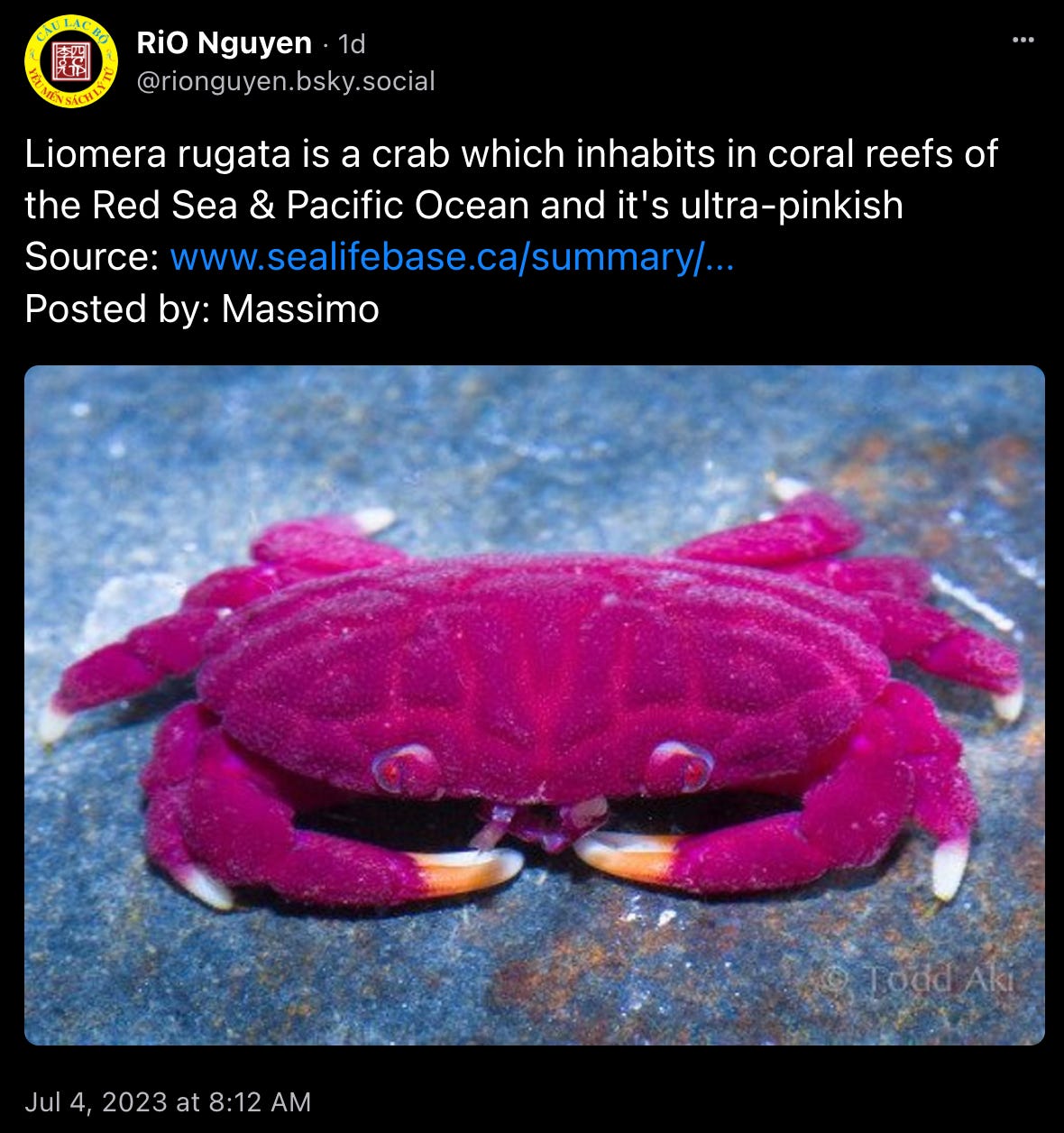 Rio Nguyen: “Liomera rugata is a crab which inhabits in coral reefs of the Red Sea & Pacific Ocean and it's ultra-pinkish,  Source: https://www.sealifebase.ca/summary/Liomera-rugata.html, Posted by: Massimo” with a picture of an incredible fuzzy-looking neon pink-purple crab. 