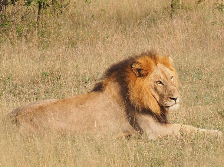 Male lion resting in the afternoon