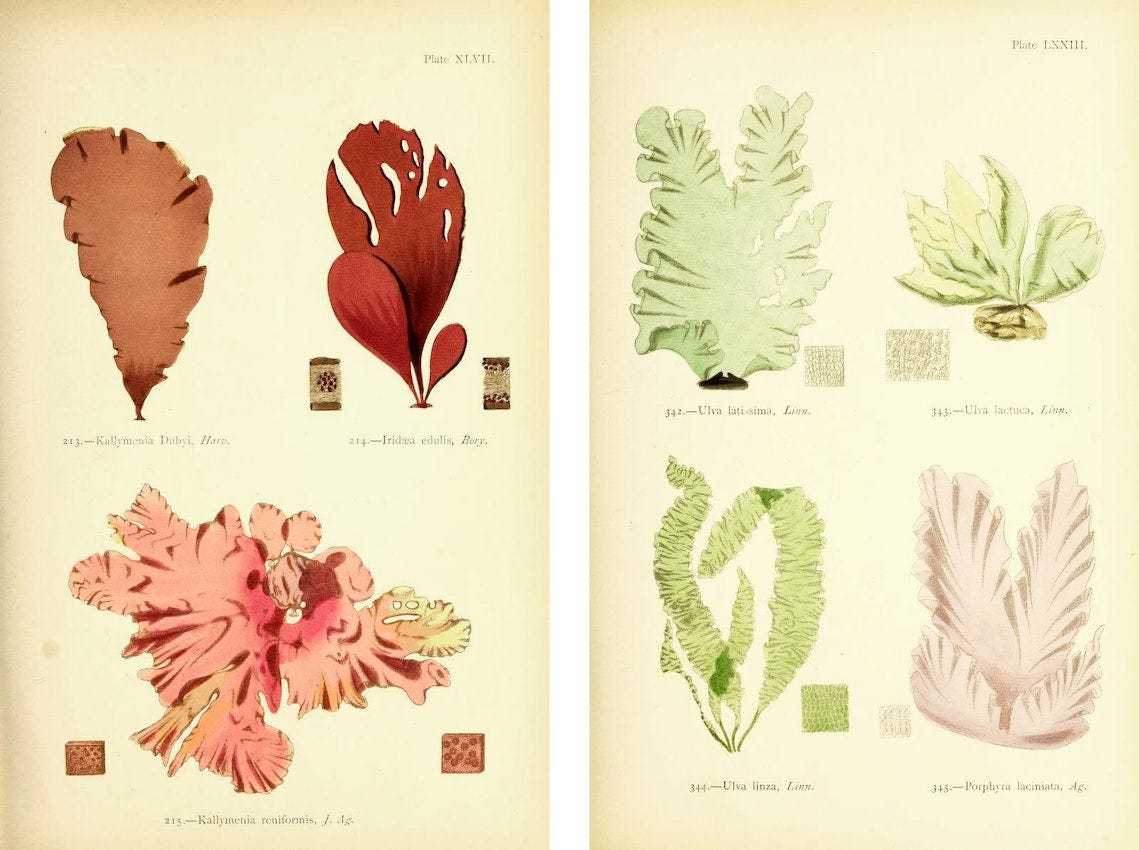 Species of the Kallymenia genus left and Ulva genus right from the second volume of Margaret Gattys British SeaWeeds