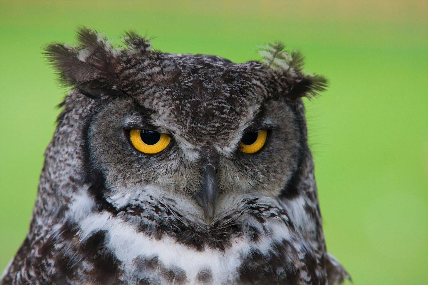 Close-up of a great horned owl with a wry expression, plumicorns (head feather tufts) sticking up like ears