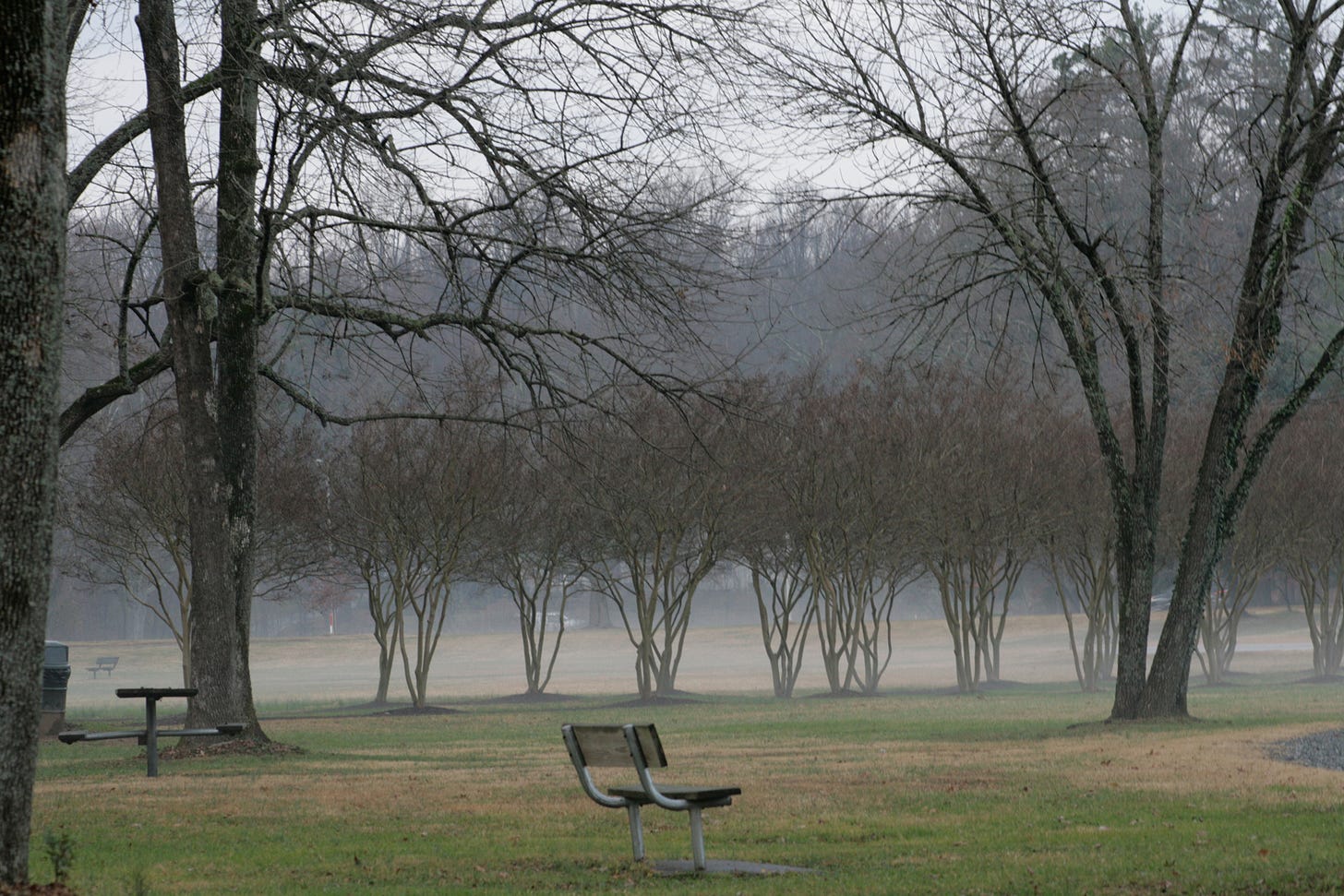 A lone park bench in the middle of a foggy arboretum.