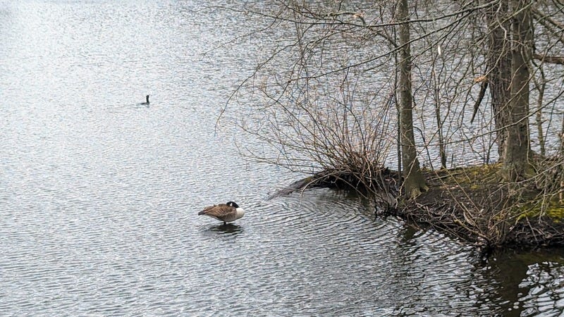 A Canada goose takes a nap with head tucked into their back. A cormorant swims in the background.