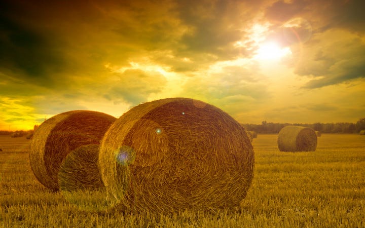 Why Do We Say "Make Hay While the Sun Shines"? | Wonderopolis