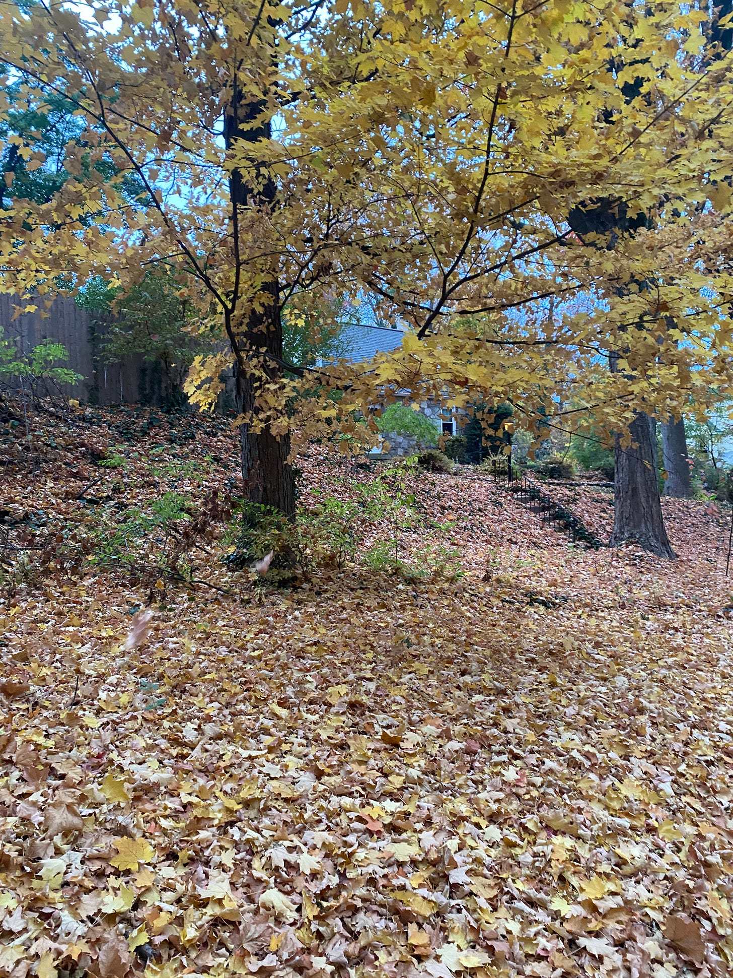 a tree with yellow leaves sourrounded by leaves fallen to the ground