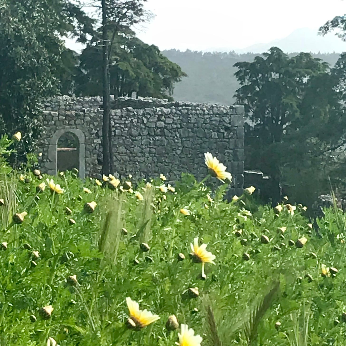 field of yellow flowers near an old stone building in Portugal