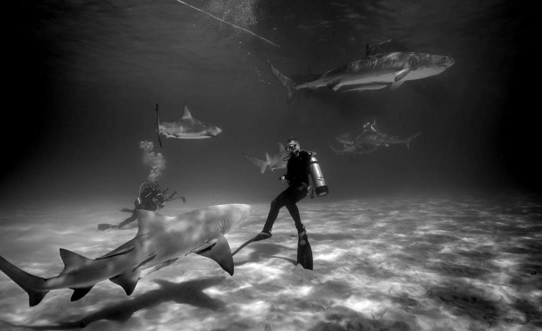 man diving underwater with sharks man diving underwater with sharks