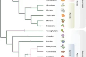 Only CS genes were available for co-option and utilization for xanthine alkaloid biosynthesis in yerba mate whereas coffee only had xanthine methyltransferase (XMT) genes. Both CS- and XMT-type caffeine biosynthetic enzymes were present in the ancestor of core eudicots but numerous apparent losses of one or the other or both has occurred during lineage diversification. Gene loss is represented by vertical bar on relevant branches of the cladogram.