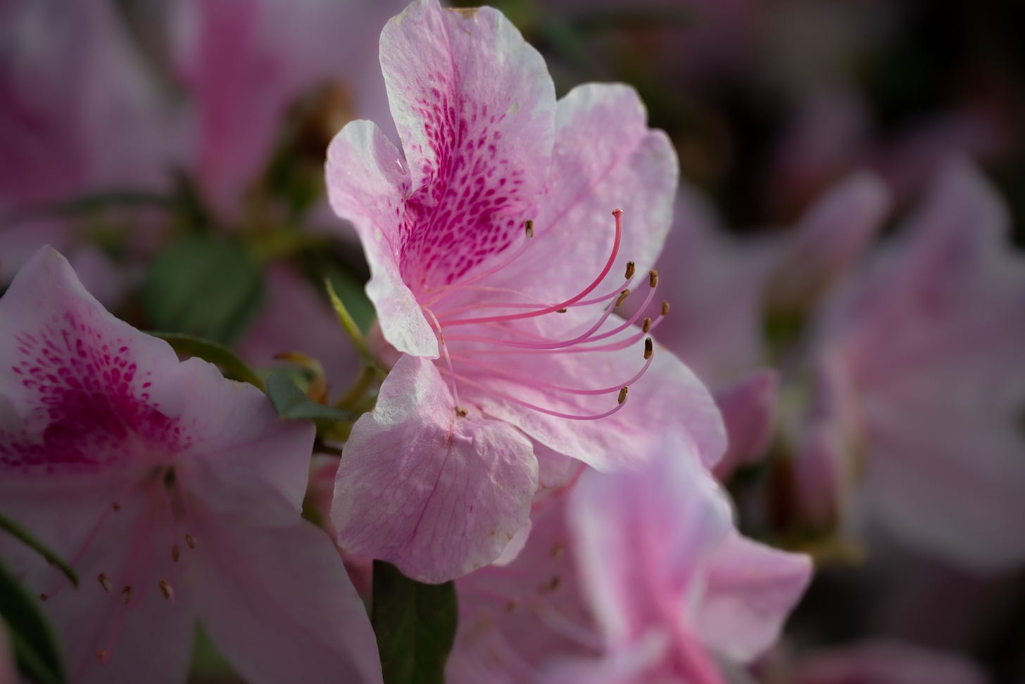 a cluster of light pink azaleas