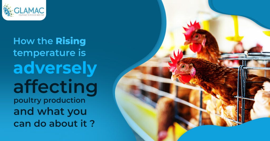 How the rising temperature is adversely affecting poultry production and what you can do about it