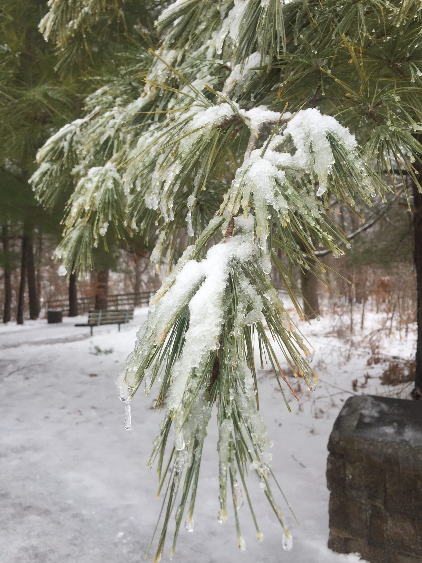 A close up of icicles and snow on the long needles of an evergreen tree.