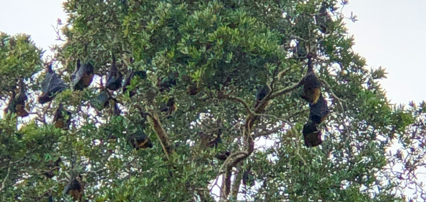 A tree in Sydney full of roosting bats