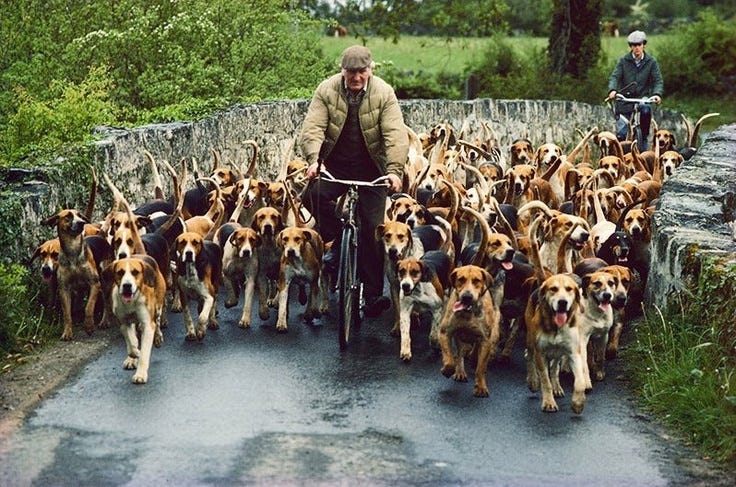 this made me grin! it's a dog herder? that's so many dogs! | Animals- Cheer me UP | Pinterest ...