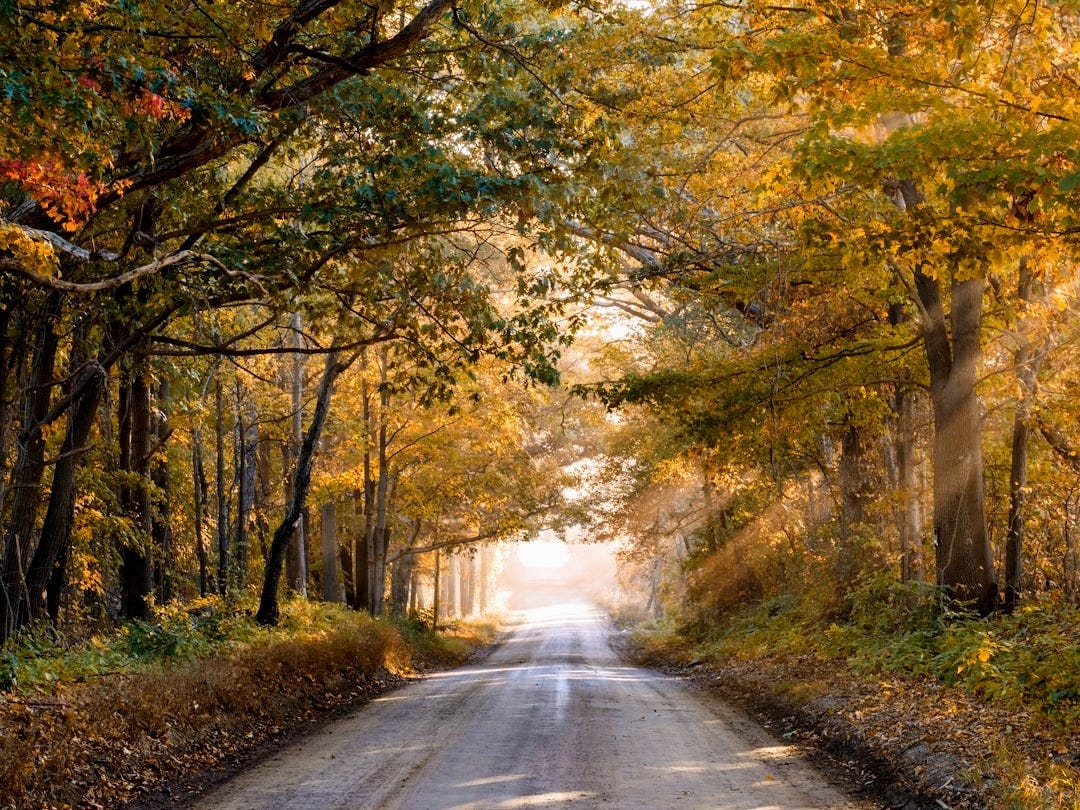 empty road in between trees under shade of trees at daytime