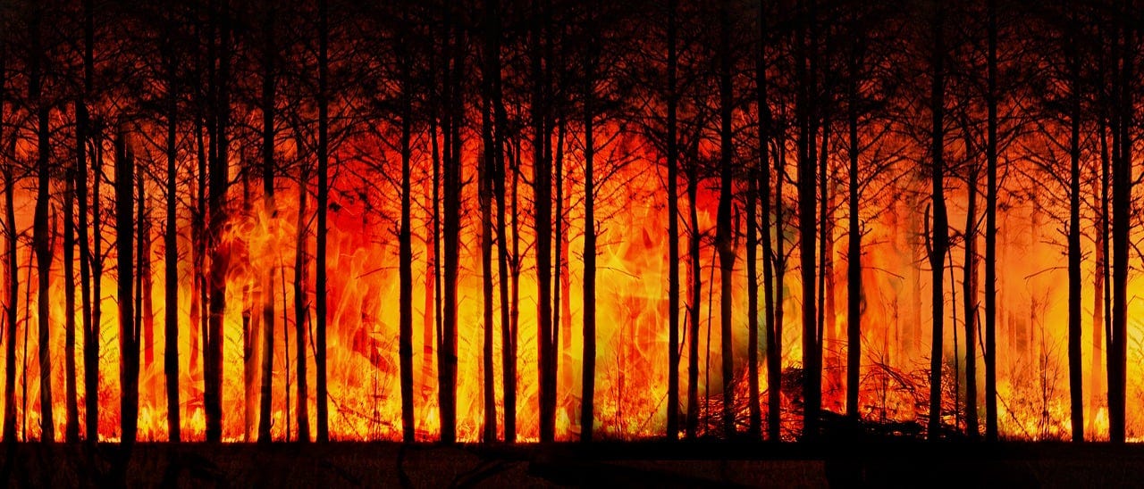 Free forest fire forest climate change illustration