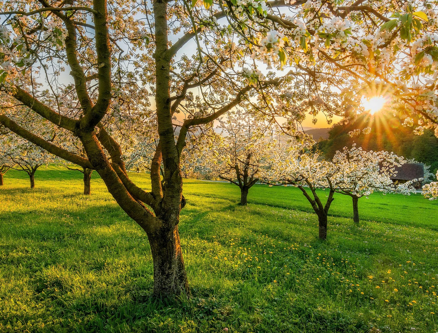 Image of Cherry trees backlit by the sunset.