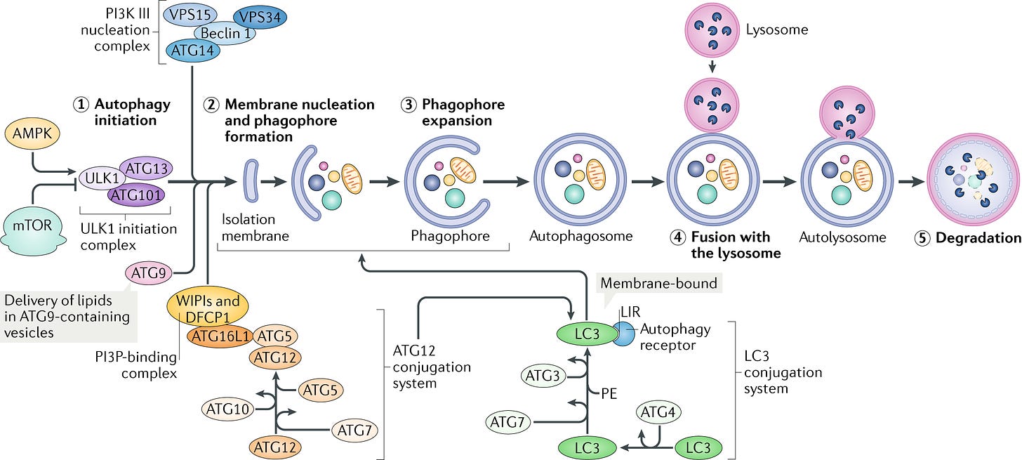Autophagy as a promoter of longevity: insights from model organisms |  Nature Reviews Molecular Cell Biology