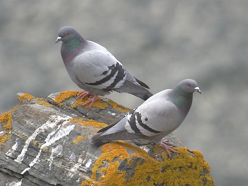 Rock Dove or feral pigeon? | Wildlife Insight