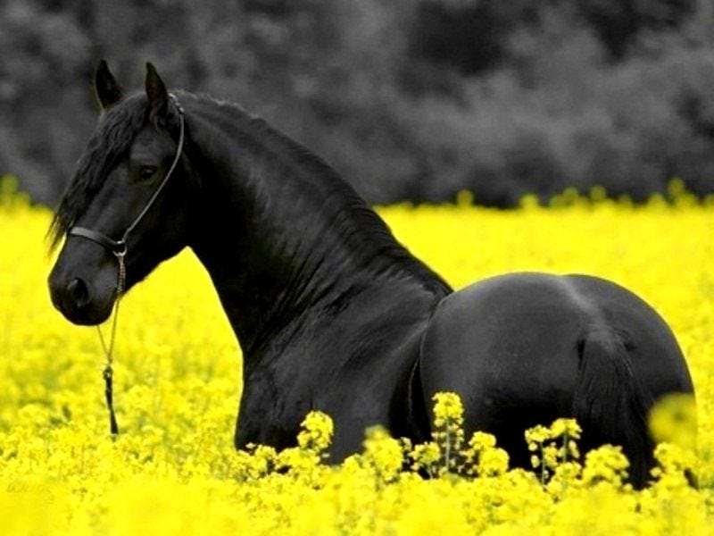 Cheval on Pinterest | Horses, Black horses, Beautiful horses