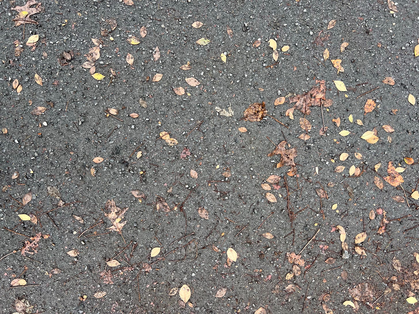 Autumn leaves on wet pavement shot from overhead.
