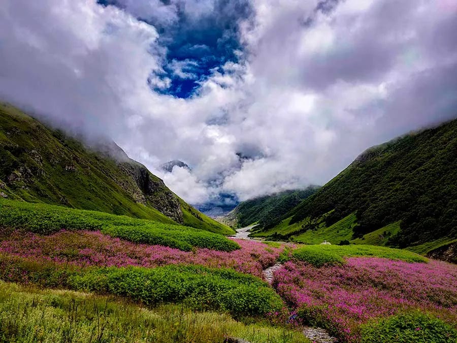 Vibrant flowers in Valley of Flowers