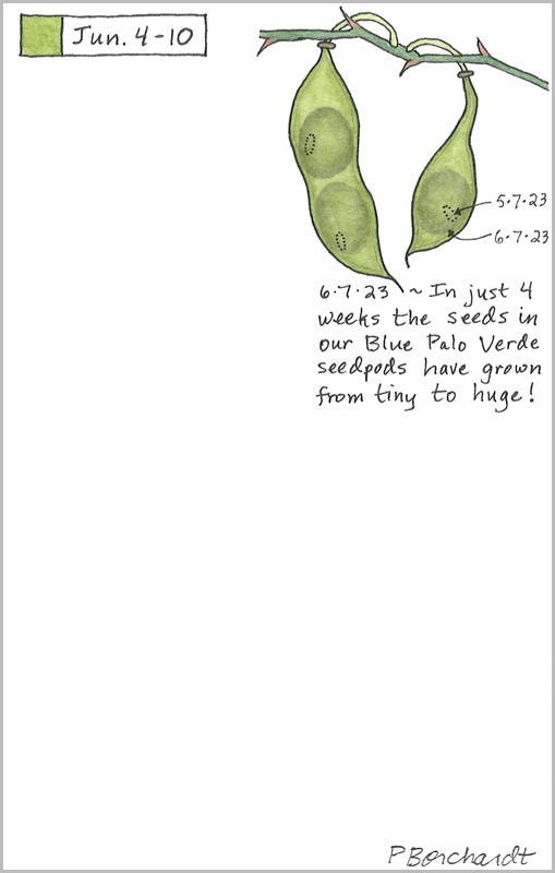Blue Palo Verde seedpods and seeds (pen & watercolor), Perpetual Journal entry