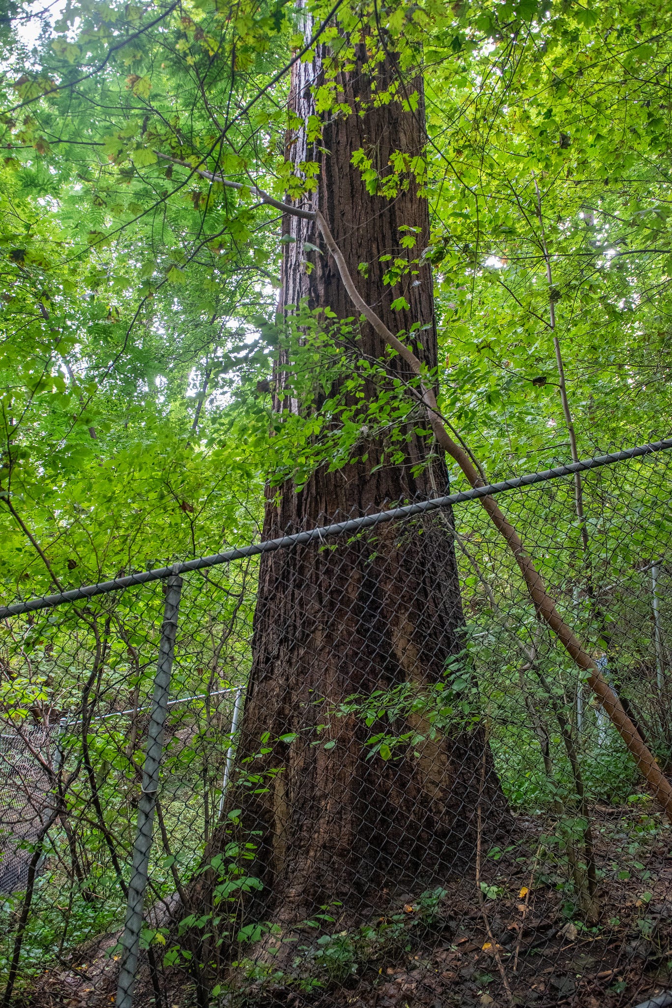 ID: The Alley Pond Giant tree in all its glory, hemmed in by a chainlink fence
