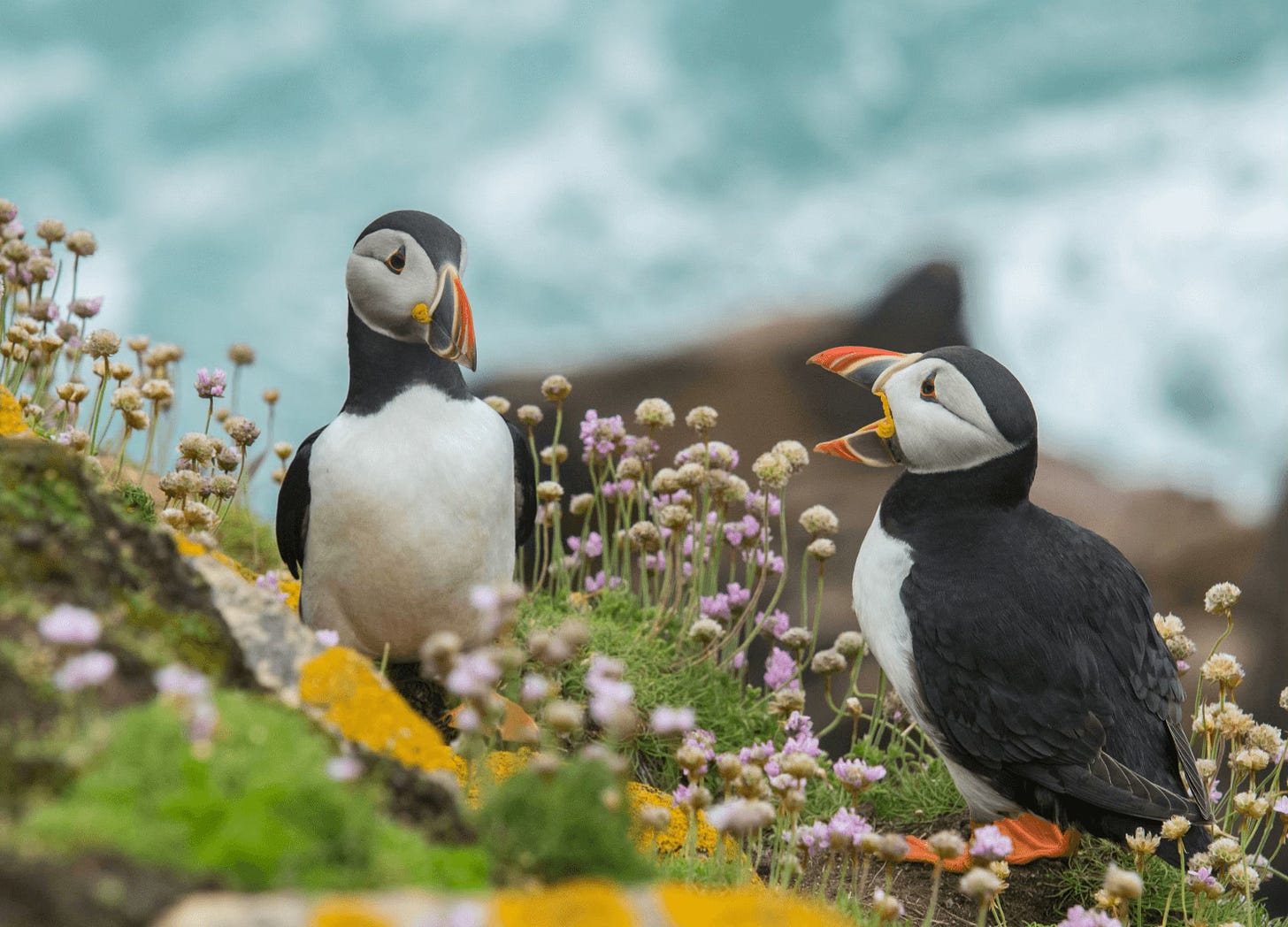 Two puffins appearing to be talking