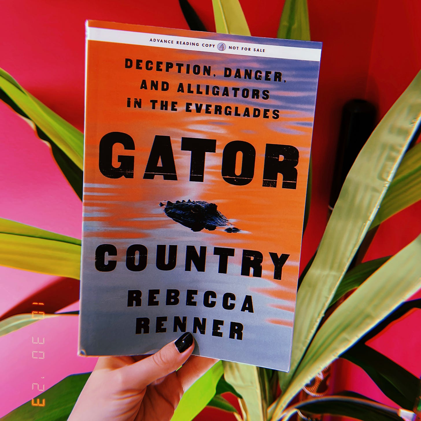 A hand holding a book, Gator Country by Rebecca Renner.