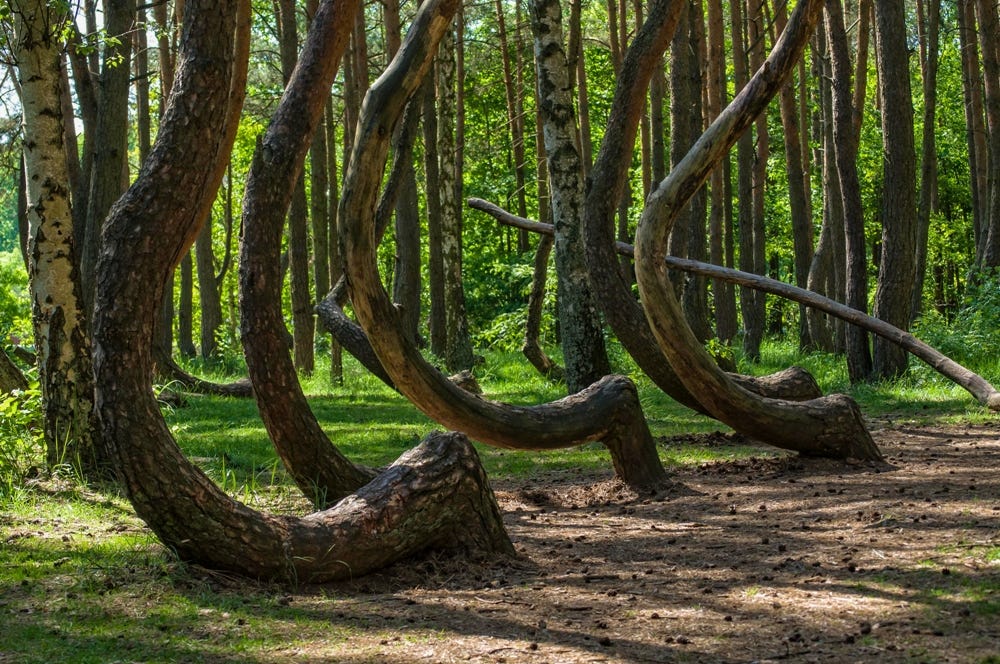 Crooked Forest – Poland | Direct Supply Network - Travel the World