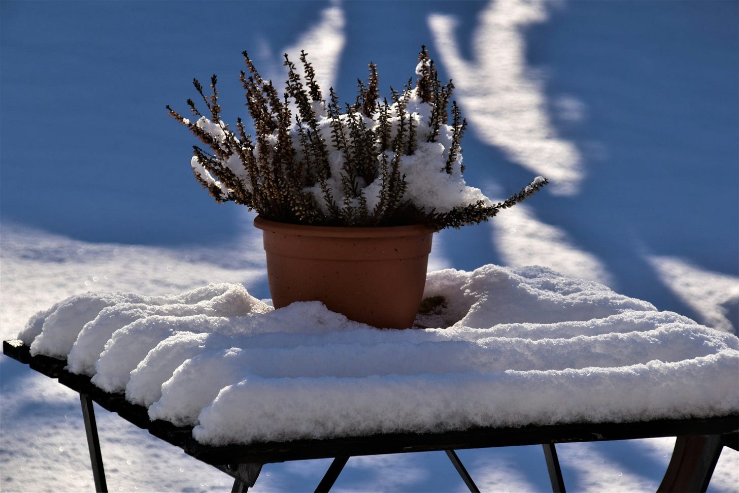 Snow on a table and plant