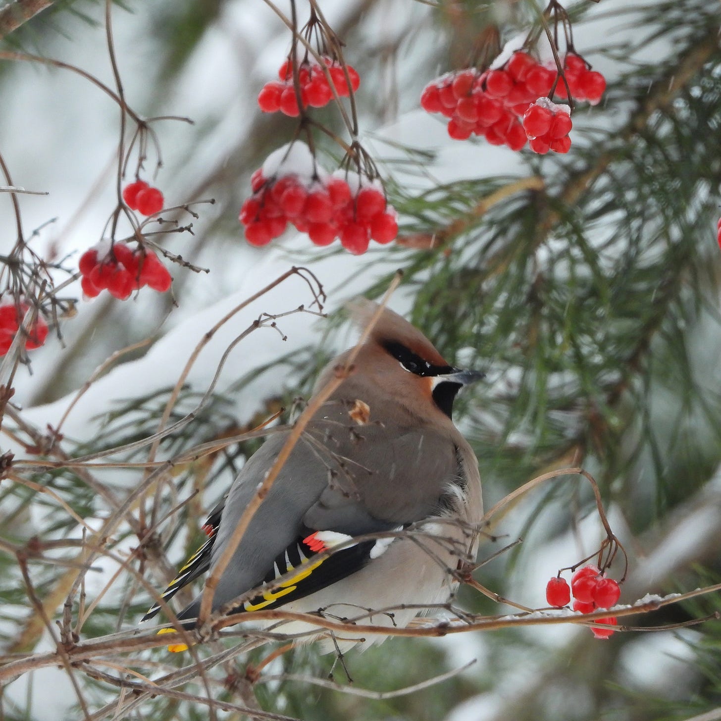 A fluffy, multi-colored bird sits on a pine tree with bright red berries hanging all around. The bird is a soft beige with bright red accents on its head and wings, as well as yellow tips on its wings. 