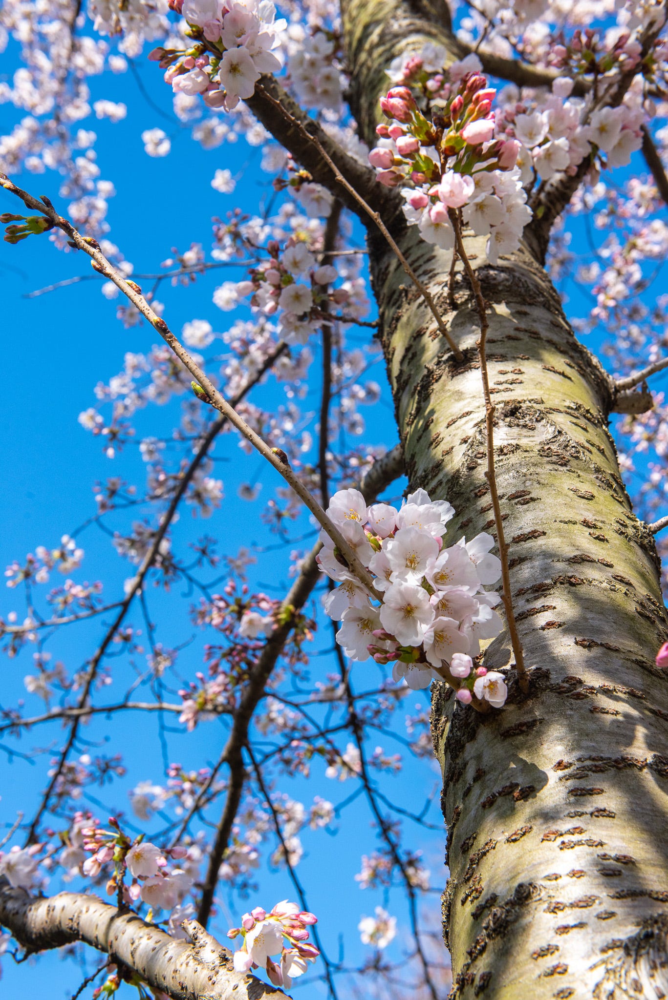 ID: Upward view of lighter pink cherry blossoms