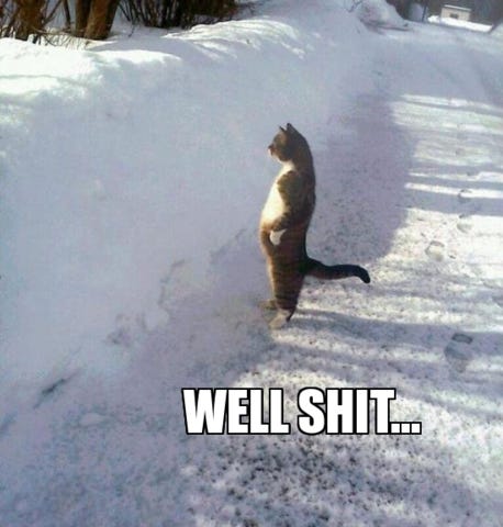 Image of a cat, stood up on its hind legs, staring at a wall of snow. “Well shit…” is written at the bottom
