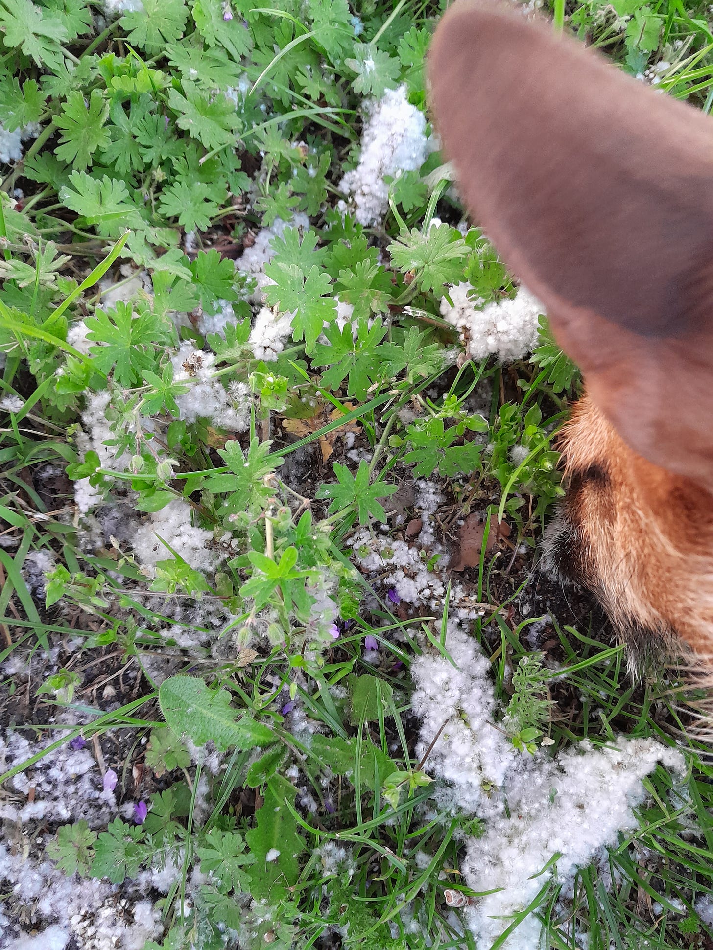 Fluffy white catkins on a bed of cranesbill. A small dog's ear and nose are in shot