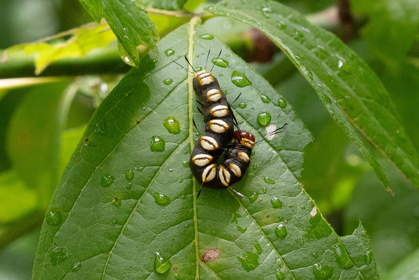 A caterpilar resting on a leaf. The caterpillar is black with pale yellow spots that are shaped almost like eyes, along its entire body. The leaf is dotted with raindrops.